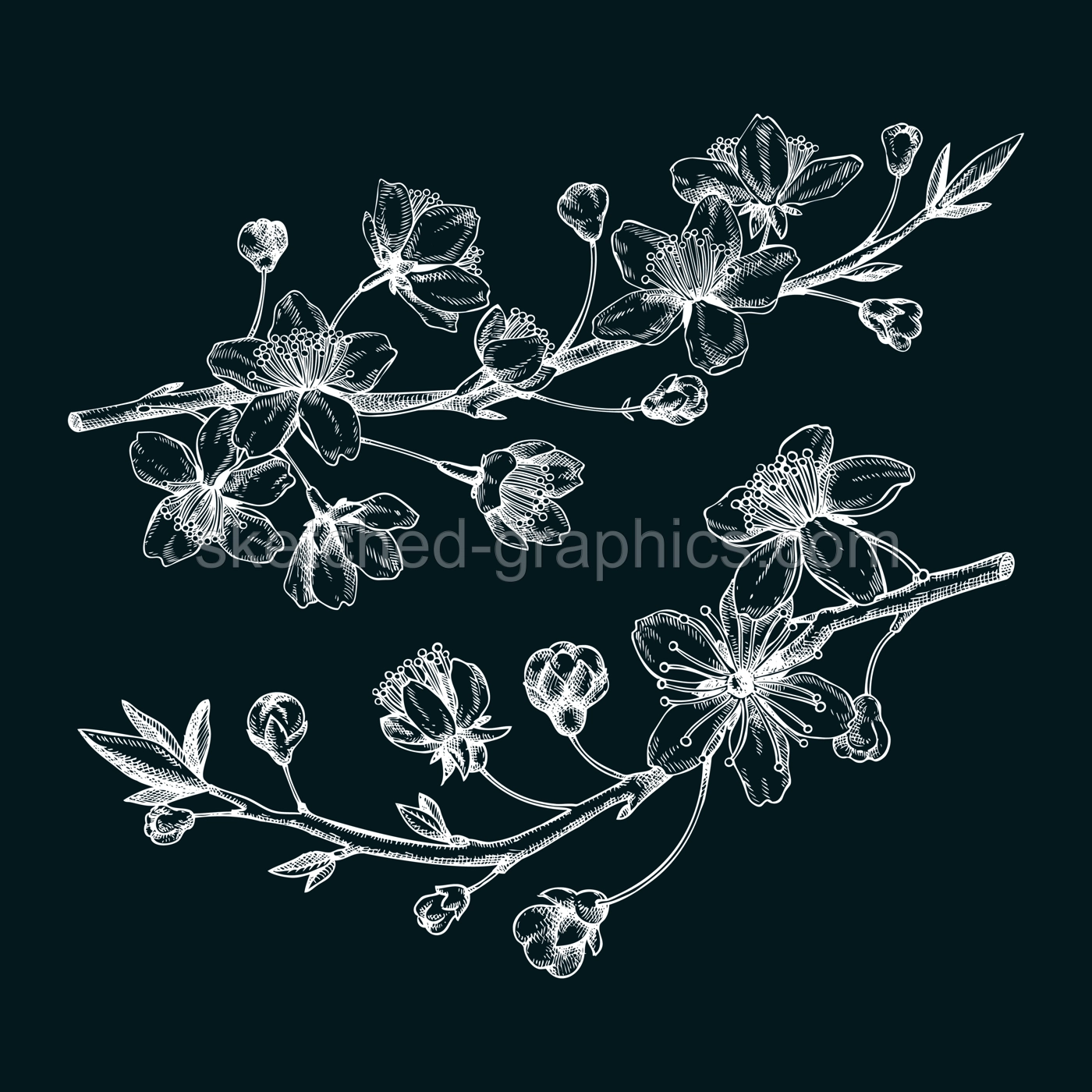 Cherry blossom sketch in engraved style. Flowering branch with flowers and leaves. Two white contoured sakura drawing. Botanical vector illustration of spring tree isolated on chalkboard Illustration